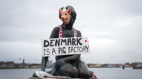 Veganerpartiet laver happening og klæder Den Lille Havfrue ud som en gris, på Langelinie i København onsdag den 29. januar 2020. (Foto: Liselotte Sabroe/Ritzau Scanpix)