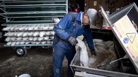 På trods af at minkavlerne gjorde et stykke arbejde med at aflive deres mink, er de endnu ikke blevet betalt for det. (Arkivfoto)