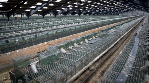 Landets minkfarme står efterhånden helt tomme. Her er det en kombineret minkfarm og pelseri i Ørnhøj. (Arkivfoto)