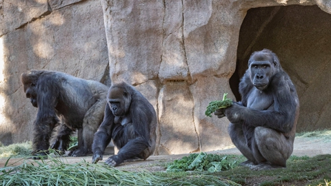Tre af de i alt otte gorillaer, som antages at være smittede, ses her i San Diego Zoo Safari Park.