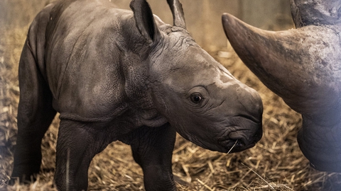 Danskerne vil øjensynligt gerne støtte Zoologisk Have i København, der lider et stort økonomisk tab under coronakrisen. (Arkivfoto)