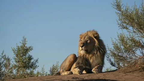 Det var en granvoksen hanløve som den på billedet her, som lørdag slap fri i den italienske kystby Ladispoli og til indbyggernes rædsel vandrede byen tynd i timevis. (Arkivfoto).