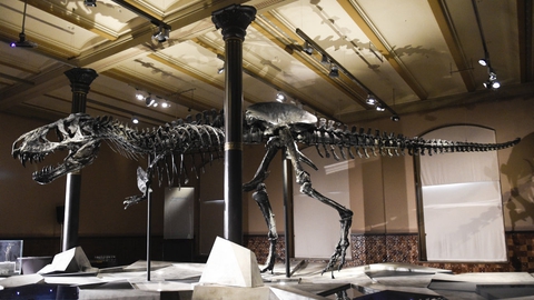 Fossilet af tyrannosaurus rexen er danskejet og opkaldt Tristan Otto efter ejernes sønner. Det har en længde på 12 meter, en højde på 3,4 meter og har gabet fuld af sylespidse tænder. (Arkivfoto).