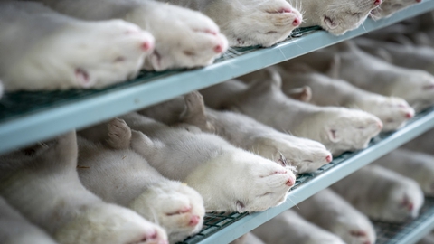 DK-VET rådgiver normalt regeringen i sager om smitsomme dyresygdomme, men blev ikke spurgt til råds, før det blev afgjort, at alle mink i Danmark skulle slås ned. Heller ikke om nogle af avlsdyrene eventuelt kunne have overlevet. (Arkivfoto)