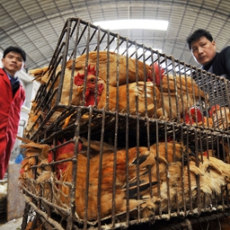På billedet ses et dyremarked i Wuhan i Kinas Wubei-provins. Det menes at have været på et sådant dyremarked, at coronavirusset opstod. (Foto: AFP/Ritzau Scanpix)