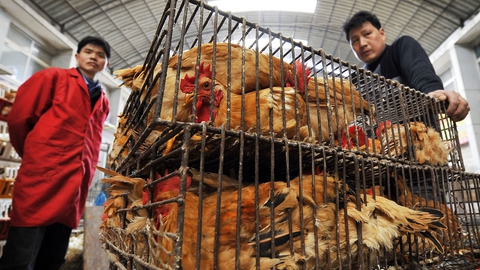 På billedet ses et dyremarked i Wuhan i Kinas Wubei-provins. Det menes at have været på et sådant dyremarked, at coronavirusset opstod. (Foto: AFP/Ritzau Scanpix)