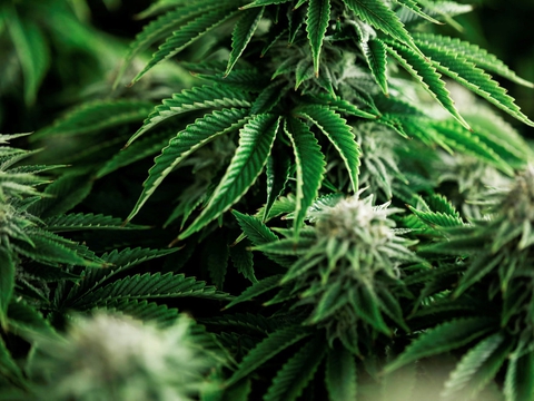 Politiet har det seneste år gået målrettet efter hashhandlen i Esbjerg. (Arkivfoto)