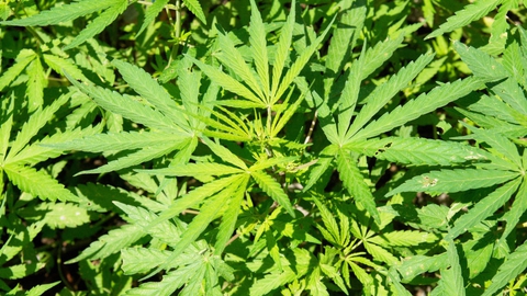 Politiet har anholdt 17 personer, der mistænkes for at fremstille skunk og smugle det til Sverige. Skunk er en form for marihuana med et meget højt indhold af det virksomme stof tetrahydrocannabinol.(Arkivfoto)