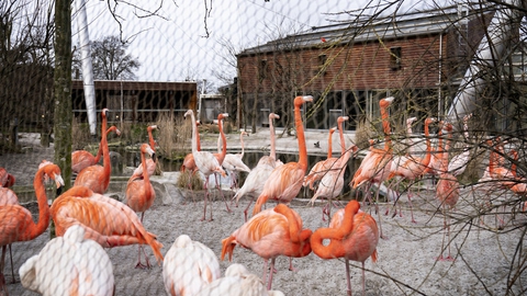 Zoologisk Have København har været lukket de seneste måneder, men vil ifølge Statens Serum Institut (SSI) kunne åbne uden en stor stigning i antallet af indlæggelser. SSI understreger, at der er stor usikkerhed med vurderingen. (Arkivfoto)