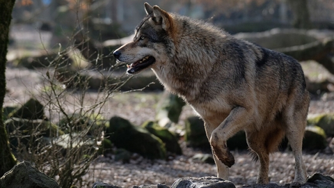 Ulve som denne splitter vandene herhjemme. Ulven på billedet er dog fotograferet i en dyrepark i Frankrig. (Foto: Musicaline/Wikimedia Commons)