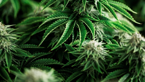 Politiet har det seneste år gået målrettet efter hashhandlen i Esbjerg. (Arkivfoto)