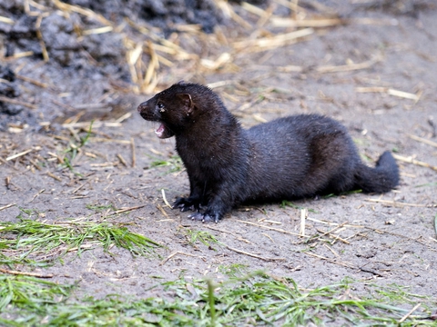 To minkfarme i Nordjylland er indtil videre ramt af coronavirus. Nu skal 120 farme testes. (Arkivfoto)