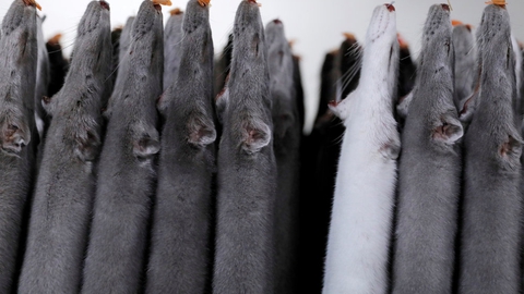 I november sidste år blev de danske minkavlere beordret til at aflive deres mink. Mandag har et bredt flertal i Folketinget landet en aftale om kompensation til minkavlerne. (Arkivfoto)