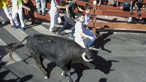 Tyreløb i San Sebastián de los Reyes i Madrid i sidste måned. Ifølge dyreværnsgrupperne AnimaNaturalis og CAS International bliver der hvert år arrangeret tyreløb i over 1800 spanske byer og landsbyer.