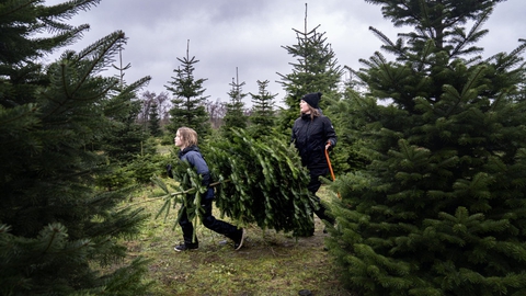 Der kommer næppe til at ligge sne på jorden udenfor, når folk skal danse om juletræet 24. december. Til gengæld kommer solen frem i løbet af dagen.