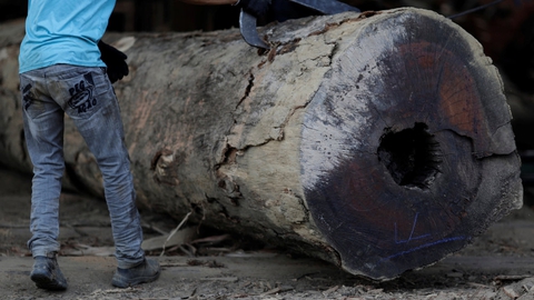 Biomasse i form af træflis fra blandt andet træer i regnskoven Amazonas i Sydamerika er blevet importeret til Danmark, selv om det har skadet biodiversiteten i skoven. (Arkivfoto)