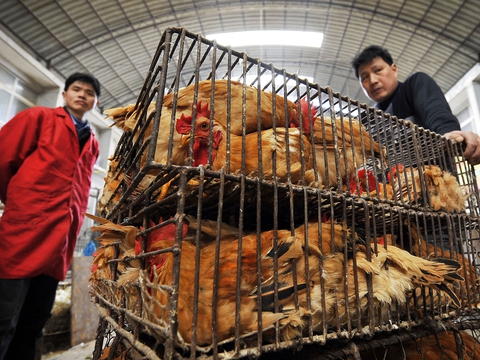 På billedet ses et dyremarked i Wuhan i Kinas Wubei-provins. Det menes at have været på et sådant dyremarked, at coronavirusset opstod. (Foto: AFP/Ritzau Scanpix)