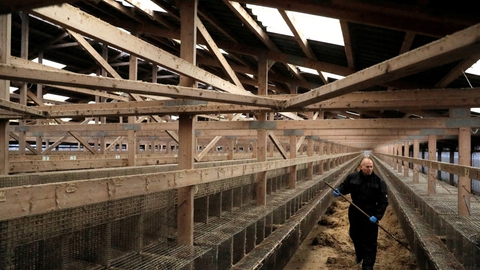 Burene er tomme på landets minkfarme, efter at det blev besluttet at aflive dyrene på grund af frygten for en coronamutation.