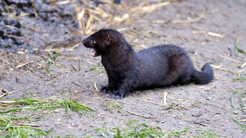 To minkfarme i Nordjylland er indtil videre ramt af coronavirus. Nu skal 120 farme testes. (Arkivfoto)
