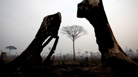 Brændte træer i Amazon-junglen, hvis bevarelse har stor betydning for kampen mod klimaforandringer. Brasiliens præsident, Jair Bolsonaro, har lovet at åbne Amazonas op for mineselskaber, hvilket har fået oprindelige folk til at beskylde den politiske leder for "folkedrab, kulturdrab og miljødrab".