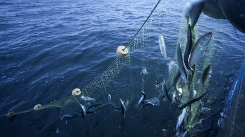 Danske fiskere i den tyske del af Østersøen får lov at beholde flere af de fladfisk, som de fanger, som følge af nye aftale med Tyskland. (Arkivfoto)